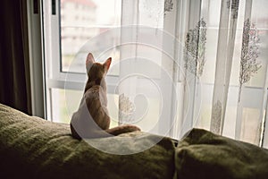 Small kitten sitting on a sofa and looking out the window