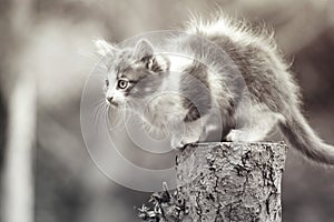 Small kitten sitting on a stump