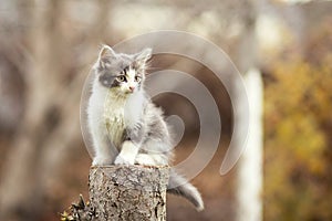 Small kitten sitting on a stump