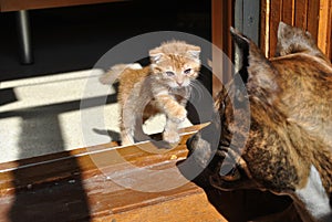 A small kitten with sore eyes attacks a huge dog