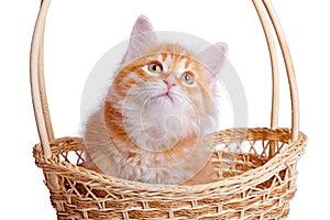 Small kitten in straw basket.