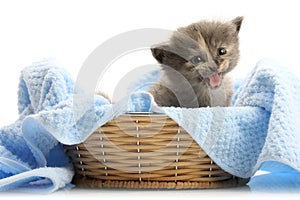 Small kitten in straw basket