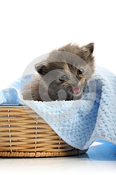 Small kitten in straw basket