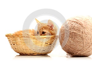 Small kitten in straw basket