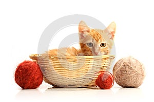 Small kitten in straw basket