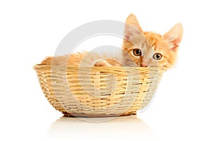 Small kitten in straw basket