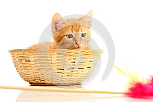 Small kitten in straw basket