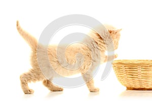 Small kitten and straw basket