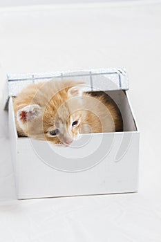 small kitten stuck in a gift box, cuddly animal sweet face