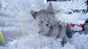 Small kitten up in a Christmas tree