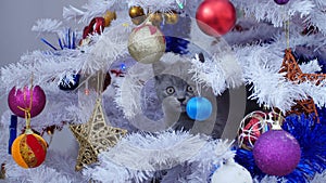 Small kitten up in a Christmas tree