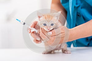 Small kitten at the veterinary clinic about to get a vaccine