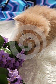 Small kitten with violet flowers