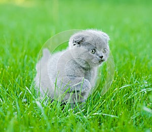 Small kitten walking on green grass