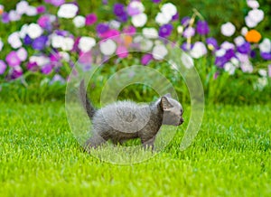 Small kitten walking on green grass