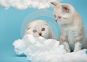 Small kitten watching as another kitten is about to gnaw a cotton cloud on a blue background.