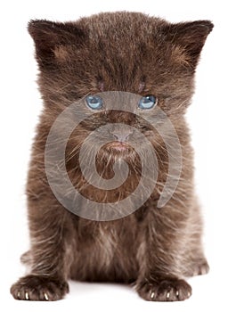 Small kitten on a white background