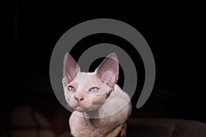 a small kitten who sits on a chair on a black background squinted and hid