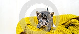 A small kitten wrapped in a yellow knitted snore.