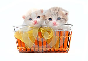 Small kittens in a basket