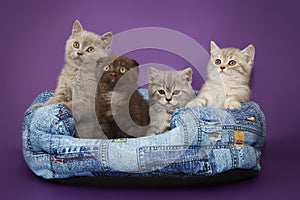 Small kittens in basket