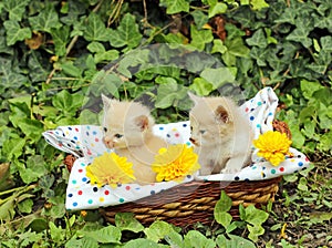 Small kittens in basket