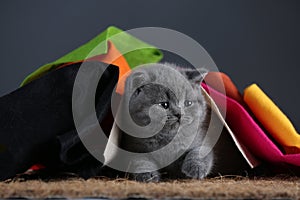 Small kittens covered with a multi color clothes, copy space