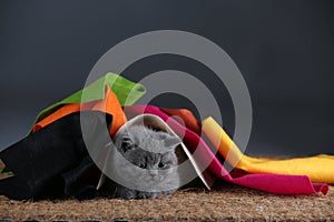 Small kittens covered with a multi color clothes, copy space