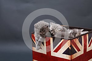 Small kittens in a photo studio