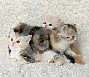 Small kittens play on a white carpet.