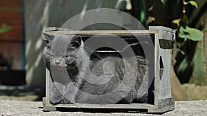 Small kittens playing in a crate outdoors