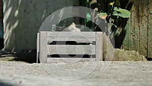 Small kittens playing in a crate outdoors