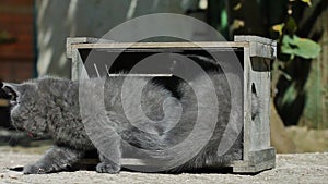 Small kittens playing in a crate outdoors