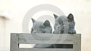 Small kittens playing in a crate outdoors