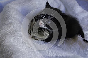 Small kittens snuggling in the blankets