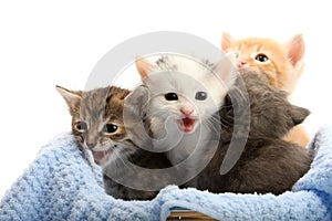 Small kittens in straw basket