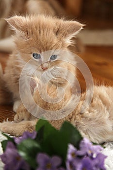 Small kittens with violet flowers