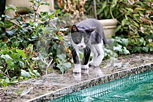 Small kitty on the edge of swiming pool