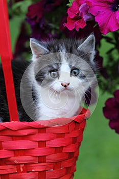 Small kitty with flowers bag