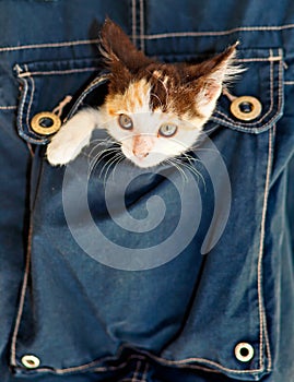 A small kitty inside a pocket