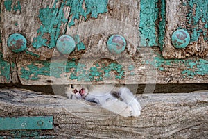 Small kitty leg through old wooden door hole