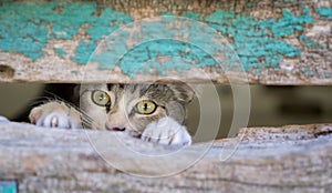 Small kitty through old wooden door hole