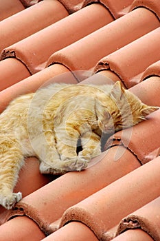 Small Kitty Sleep on Roof TileSmall Kitty Sleep on Roof Tile