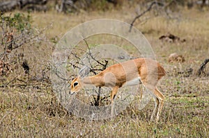 Small klipspringer antelope, Kruger National Park, South Africa