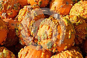 Small Knucklehead Pumpkins (Halloween Pumpkins) With Warts And Bumps