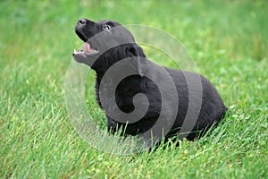 Small Labrador puppy in grass