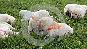 Small labrador retriever puppies lying in the grass resting