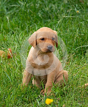 Small Labrador retriever puppy sitting in the garden.