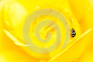 Small lady beetle, Propylea quatuordecimpunctata photo