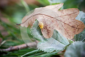 Small ladybug on autumn leaf